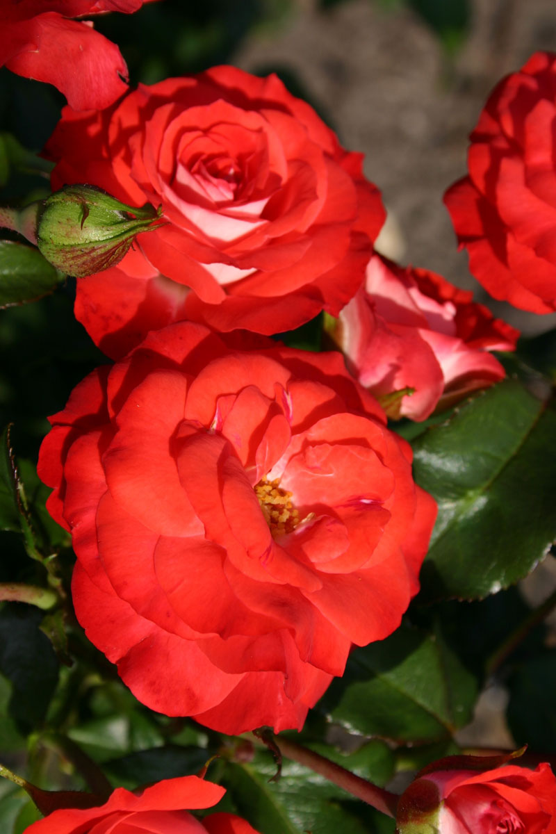 Rosier Princesse Disney® Globeplanter