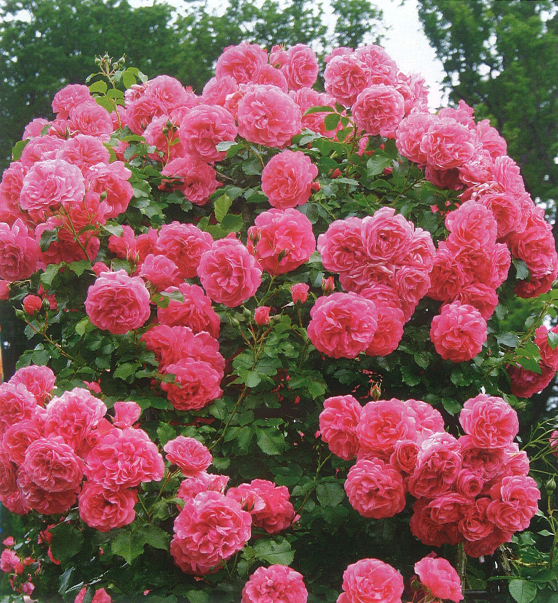 Rosier - Rosarium Uetersen - Globeplanter