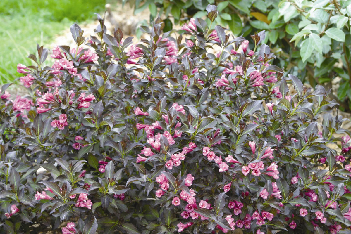 La collection Globe planter Weigélia Ruby Queen