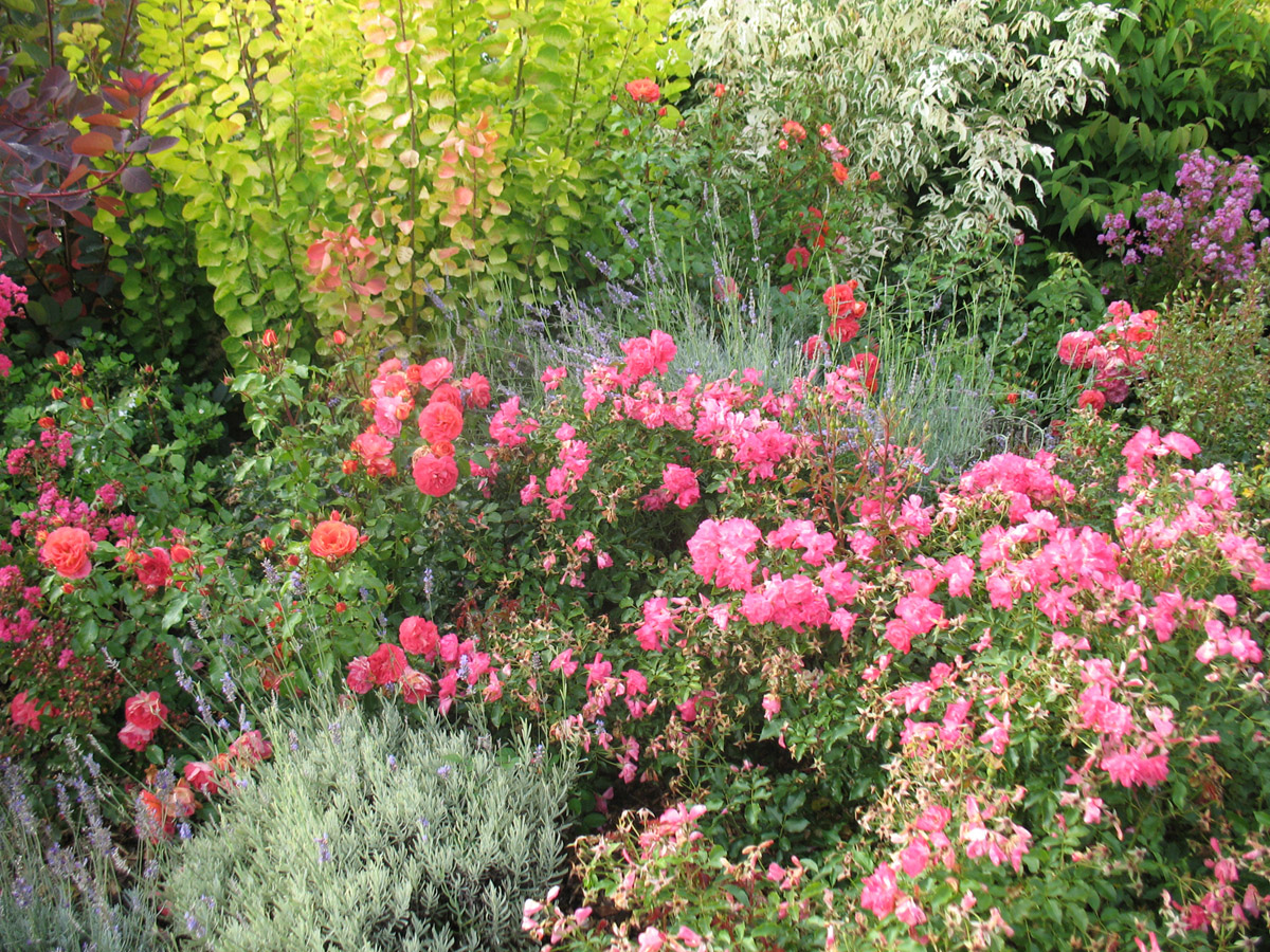 Massif fleuri paysagé