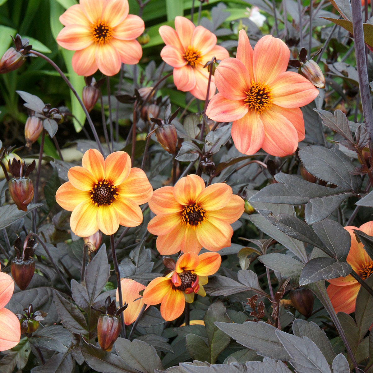 La Collection Globe Planter Dahlia Haze