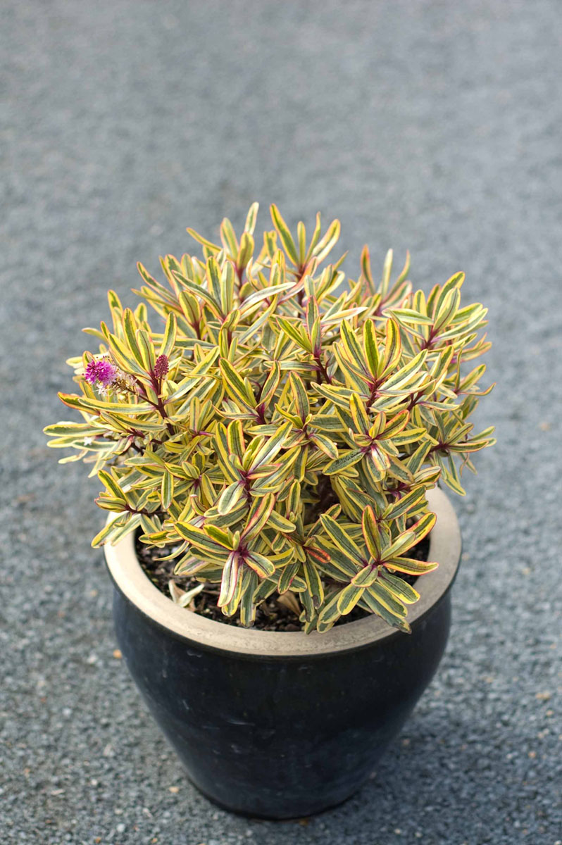 hebejewelofthenile071303