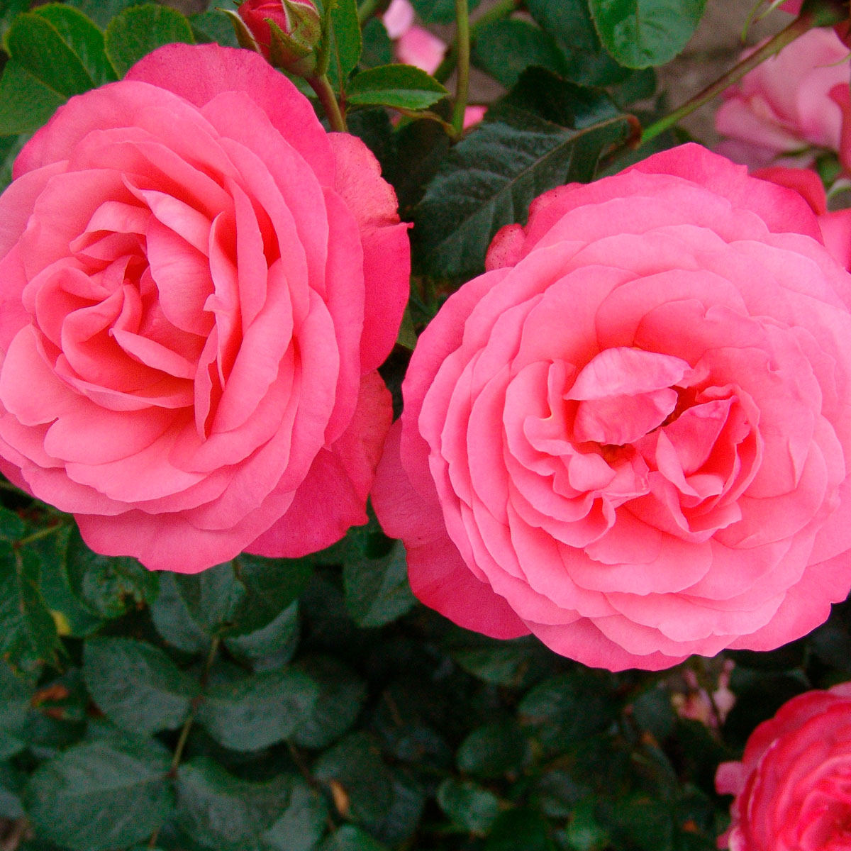 La collection Globe planter - Rosier - Rosier SUPER CONQUERANT ® - Rosanna ®
