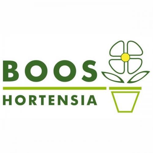 BOOS HORTENSIA